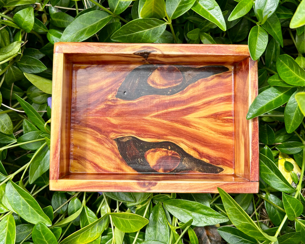 Rocky Mountain Juniper